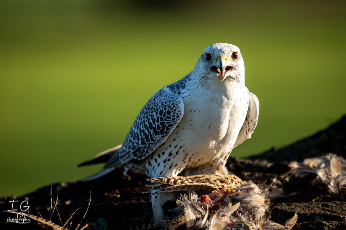  5D49866 21 november 2021 1211 08